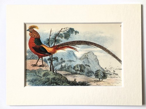 Golden pheasant bird - pheasant,