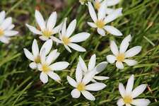 Zephyranthes candida - Marginal Pond Plants - MP125