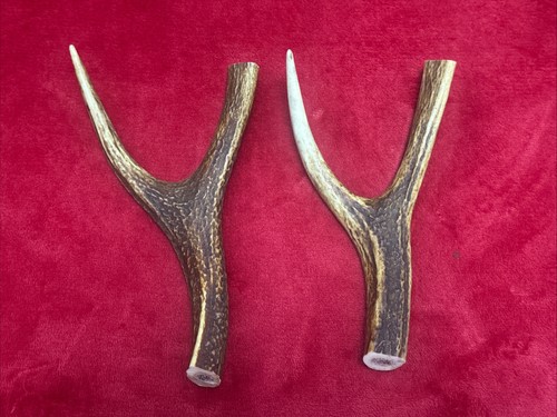Pieces sika deer antlers - 2, of