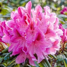 Rhododendron cosmopolitan - x,