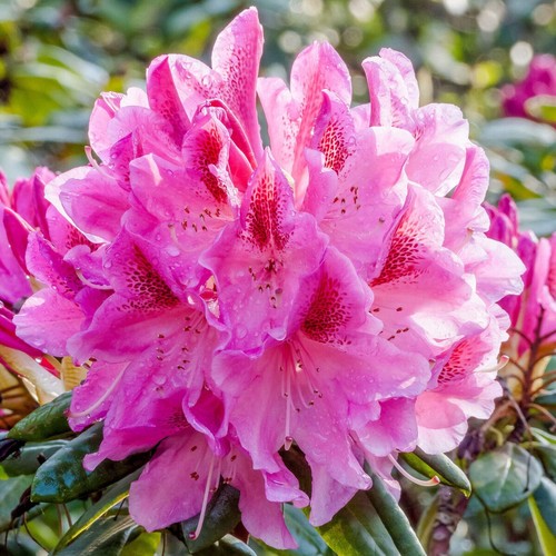 Rhododendron cosmopolitan - 2, x