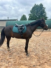 Horse Masters Cotton Square