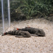 Red tail hillstream loach - 2,