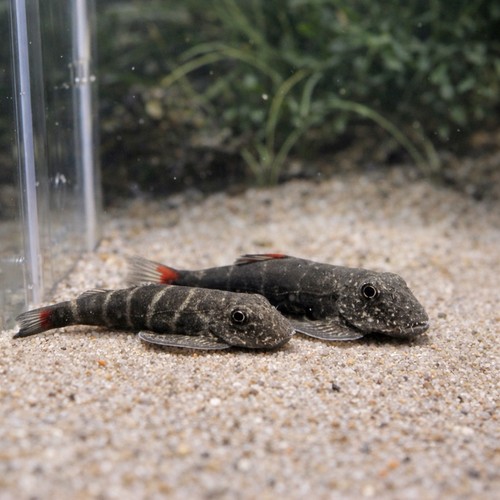 Red tail hillstream loach - hillstream,
