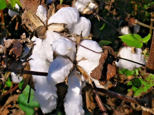 Upland cotton seeds - cotton,