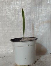 Canary Island Date, Pineapple