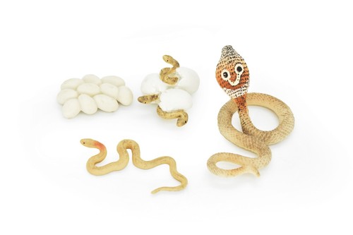 Cobra life cycle - cycle, figure