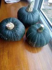 Organic Kabocha Japanese Green Winter Squash Pumpkin Seeds