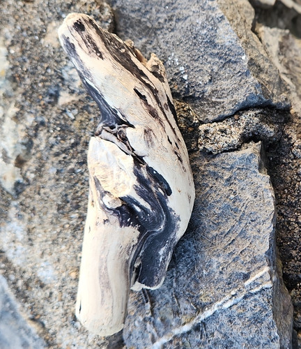 Natural wood driftwood decor - natural,