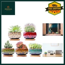 Vibrant Ceramic Succulent