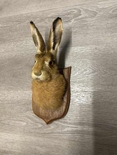 Taxidermy Hare Head