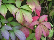 PARTHENOCISSUS VIRGINIA CREEPER CLIMBING PLANT VINE QUINQUEFOLIA AMERICAN IVY