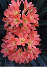 2 x Clivia m. Pink Strain