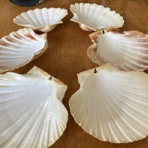 Large scallop shells 10cm - scallop, to