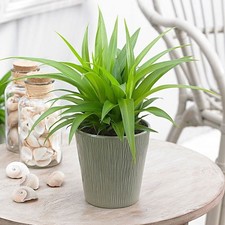 All Green Spider Plant in Pot – Live Easy Care Houseplant – Well Rooted Rare!