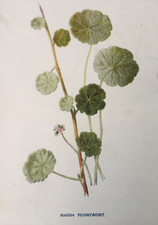 Antique Botanical Print – Marsh Pennywort by Hulme c1902 | British Wildflower