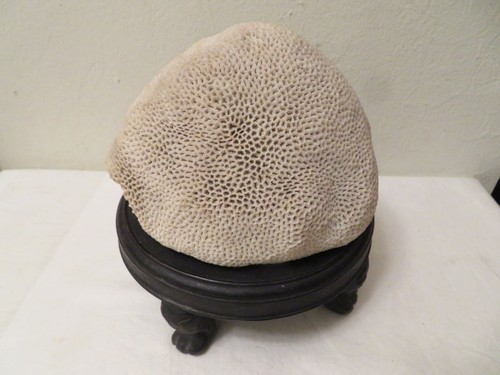 Vintage large brain coral - large,