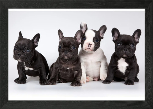 Cute puppies framed - puppies, art