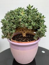 Pachyphytum compactum (Little