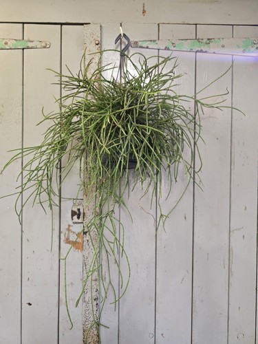 Rhipsalis puniceodiscus large - rhipsalis,