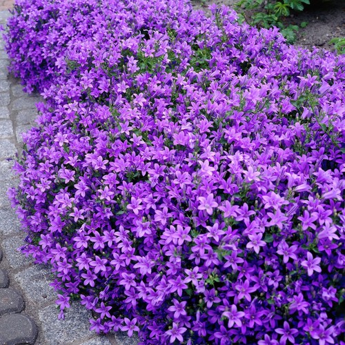 Campanula bellflower - 3x,
