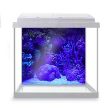 Fish Tank Background Corals