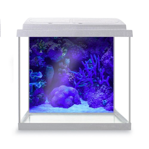 Fish tank background corals - background,