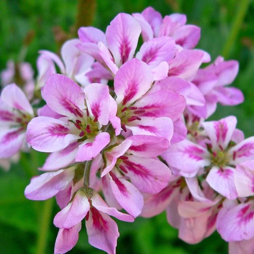 Francoa sonchifolia petite - francoa, 'petite
