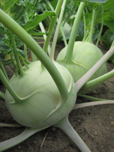 Kohlrabi delicacy white - kohlrabi, 'delicacy