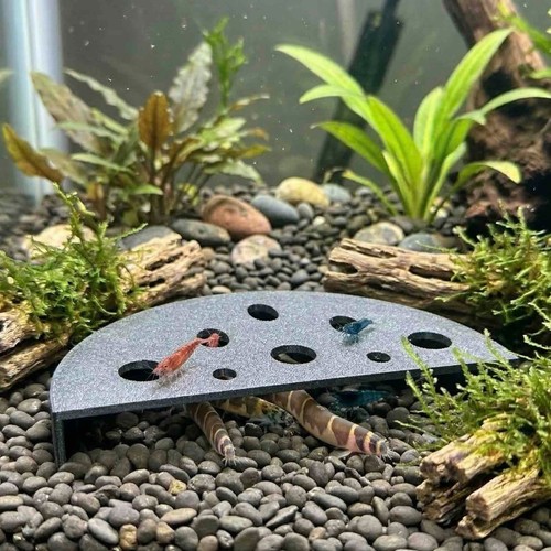 Fish tank shrimp - fish,