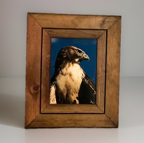 Vintage red tail hawk blue - red, sky