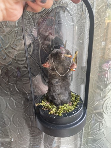 Taxidermy - ,