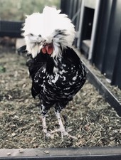 6xWhite Crested Multicoloured Polish Bantam Eggs ,,NOT LIVE ANIMAL’’ ??✅