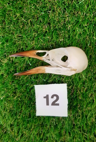 British rook skull - skull, 12