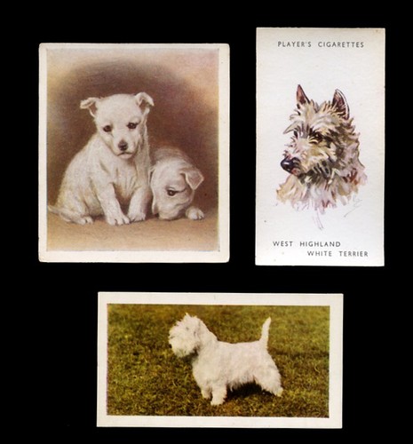 West highland white terrier - west,