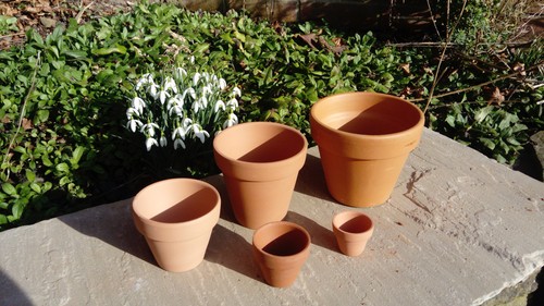 Terracotta flower plant - flower,