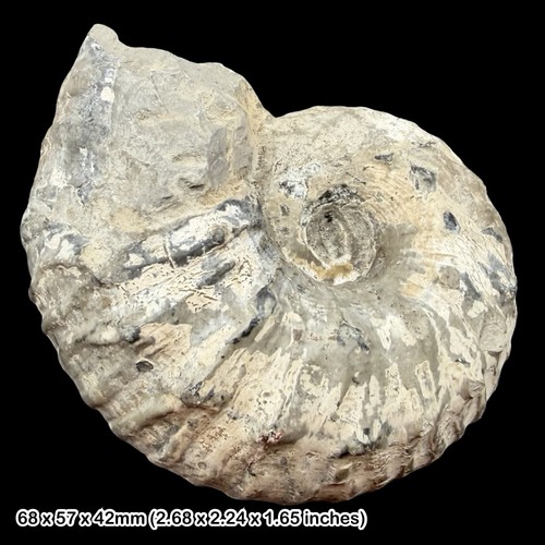 Liparoceras ammonite fossil - ammonite,