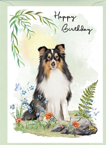 Shetland sheepdog sheltie - sheepdog,