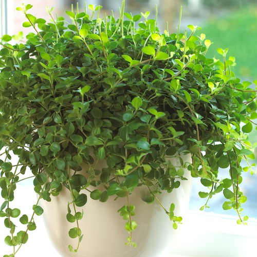 Peperomia rotundifolia - 1, x