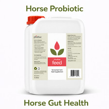 Horse Probiotic | Gut Health