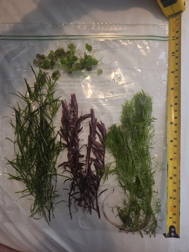 Live aquirium plants - ,, snail