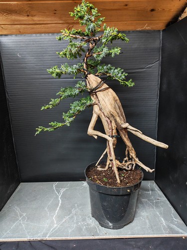 Tanuki needle juniper - needle,