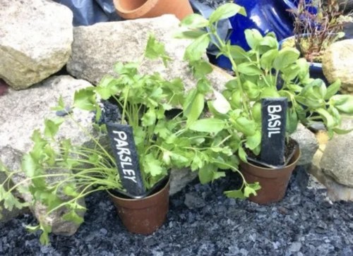 Slate plant markers 10 - slate,