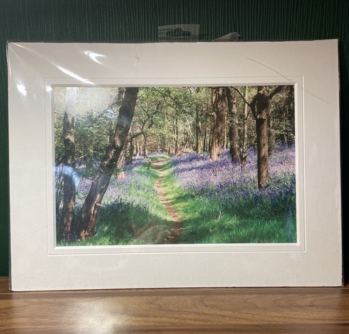 Wrapped bluebell woods mounted - bluebell,