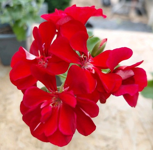 Pelargonium yale - pelargonium,