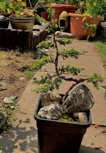 Bonsai juniper with - , rocks