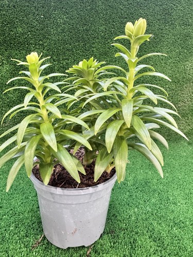 Large asiatic white lily plant - asiatic,