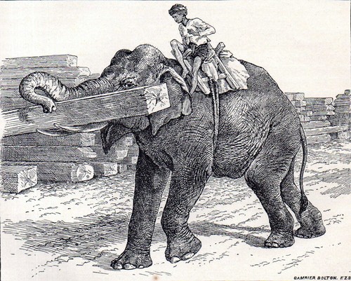 Elephant stacking timber 1894 - stacking,