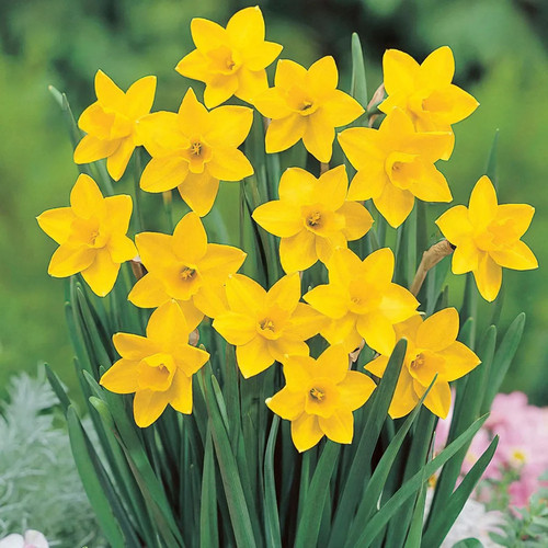 Miniature daffodils - miniature,