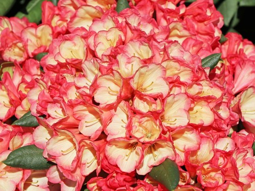 Rhododendron barbarella - rhododendron,